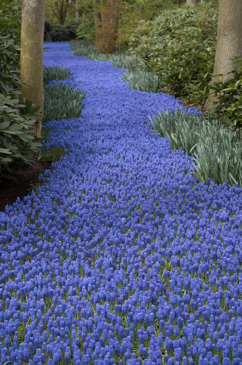 allie__voss's tweet photo. GUYS it is time

Bulbs are the easiest freaking way to make your yard look incredible in the spring and you need to start planting now/soon based on where you live

If you want the earliest possible blooms after winter, plant daffodils

Follow it up with a TON of tulips, you will never regret planting more pair with crocuses, muscari and hyacinths

Future you will thank you!