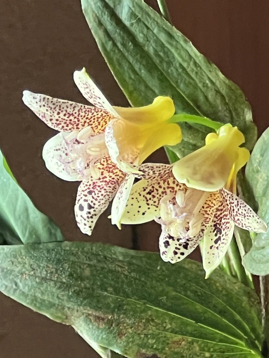 koian2023's tweet photo. #toadlily 
琥珀ホトトギス　黄色っぽい
桃源ホトトギス　斑点がない
台湾ホトトギス　青みがある

昨日の黄色のホトトギスは、「琥珀ホトトギス」でした。画像検索をしているうちに思い出しました。失礼しました。

「琥珀ホトトギス」は、上臈ホトトギスと山ホトトギスの園芸交配種のようです。黄色っぽい雰囲気は、上臈ホトトギスから受け継いでいるのですね。

台湾ホトトギスは青みがあり、花も小さめ。うちは母が育てていた台湾ホトトギスが優勢なので、他のホトトギスが大きく感じるのかもしれません。

茶花は野に咲くように、原種のほうが尊ばれると思います。まだ私、若いのかしら（笑）いろいろな花を見て、いろいろな名前を知りたいのです😊