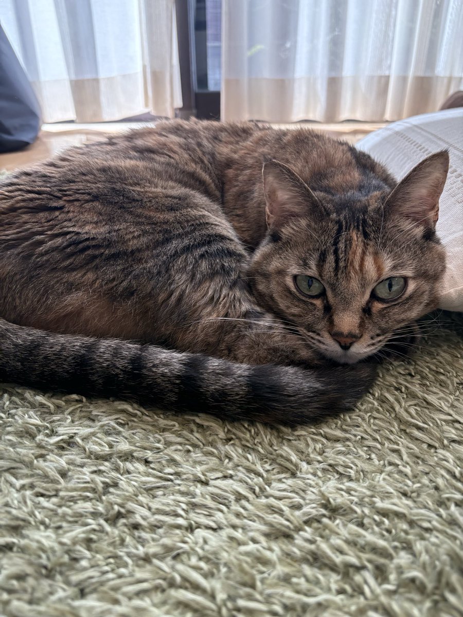 tsutsunori's tweet photo. 13歳になりましたฅ^•ω•^ฅ https://t.co/uwCCI8vU0W