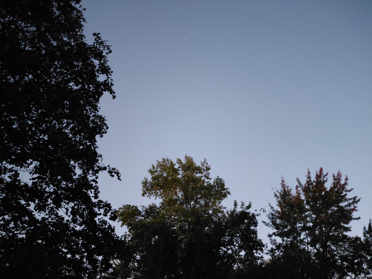 ohiohank's tweet photo. Treetops at sundown #MyFrontDoor https://t.co/OLWZXIjX55