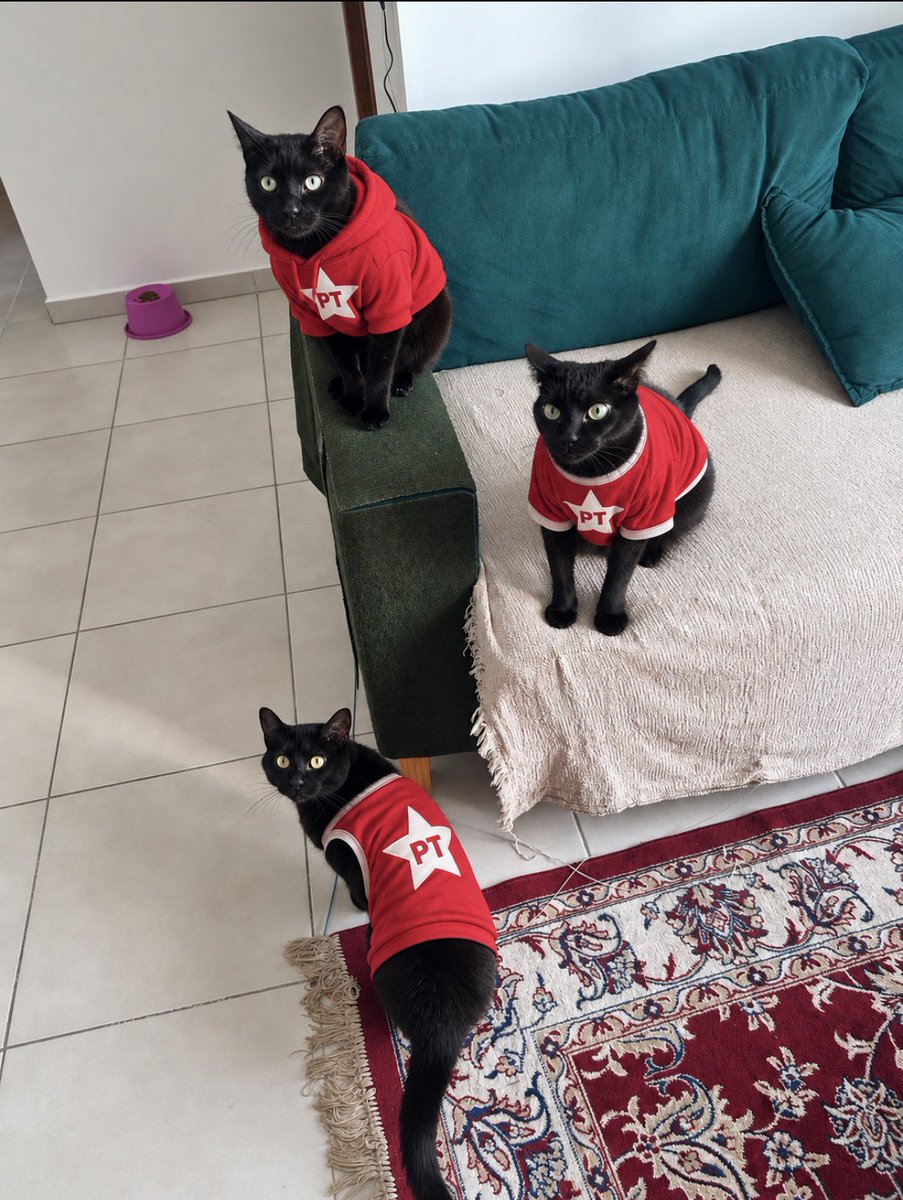 saturnocats's tweet photo. Gatos pretos com Lula 13 https://t.co/tFAhDsZ41G