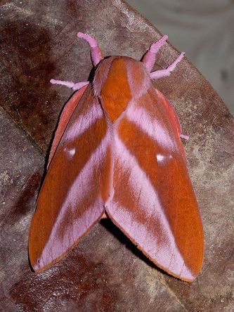 motheinsect's tweet photo. HAPPY BIRTHDAY LESBIAN MOTHS https://t.co/zjdzCfFdcN