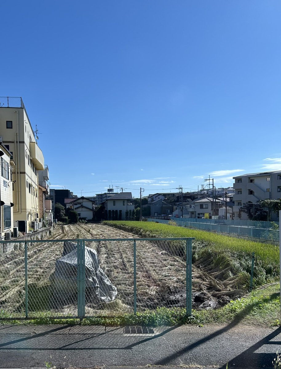 achiyo's tweet photo. 毎年近くの田んぼで、稲が育ったりカエルが鳴いたり、黄色く色づいたりを楽しませてもらってるんだけど、今年はとうとうタイミングが合って超刈りたてほやほや新米を買えちゃった❣️食べるのが勿体無い&amp;楽しみ〜♪ #新米 https://t.co/pLSOAcCCF3
