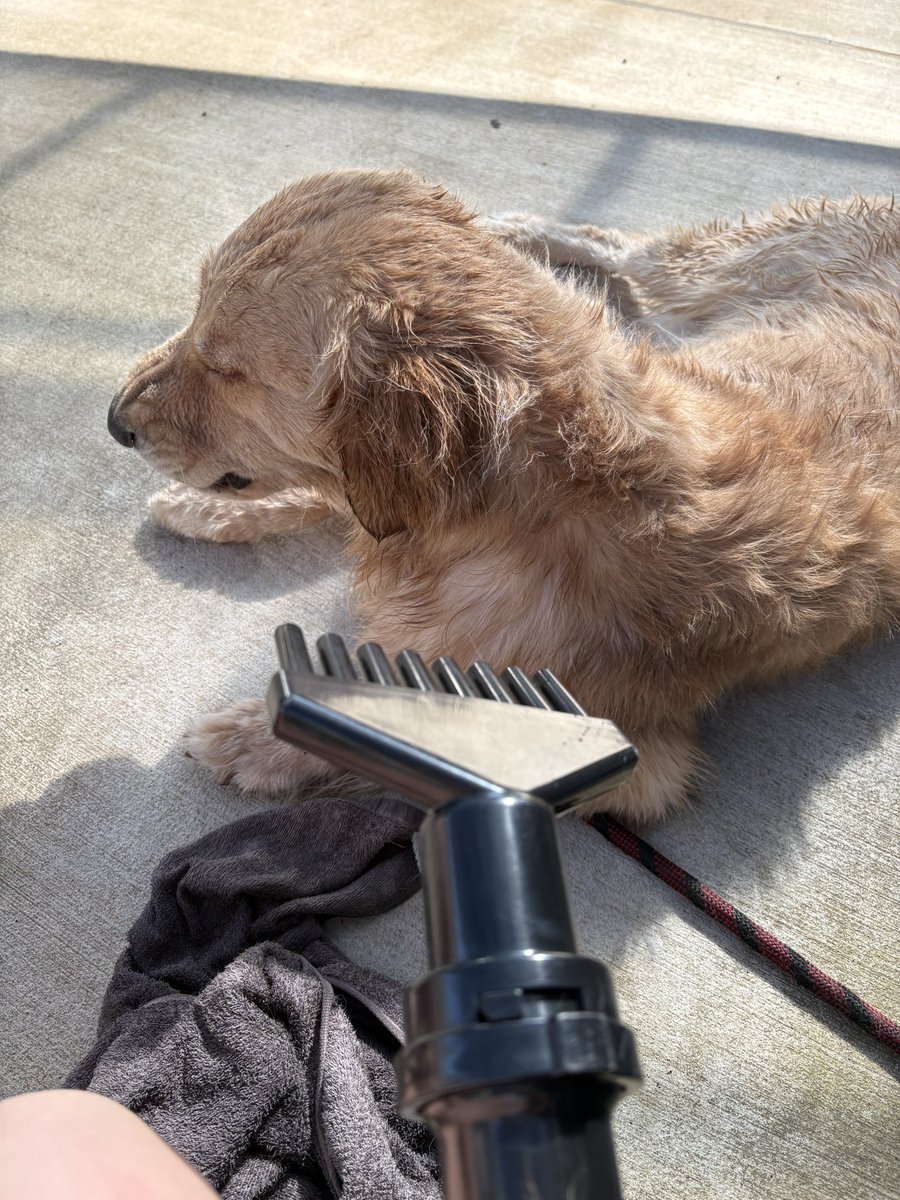 sumisumisub's tweet photo. 一人で犬洗った疲れた https://t.co/RbnLVQObXo