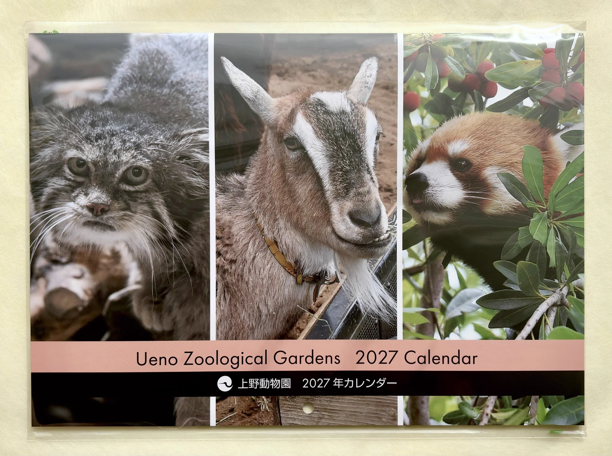 Replies by 上野動物園［公式］ (@UenoZooGardens) / X