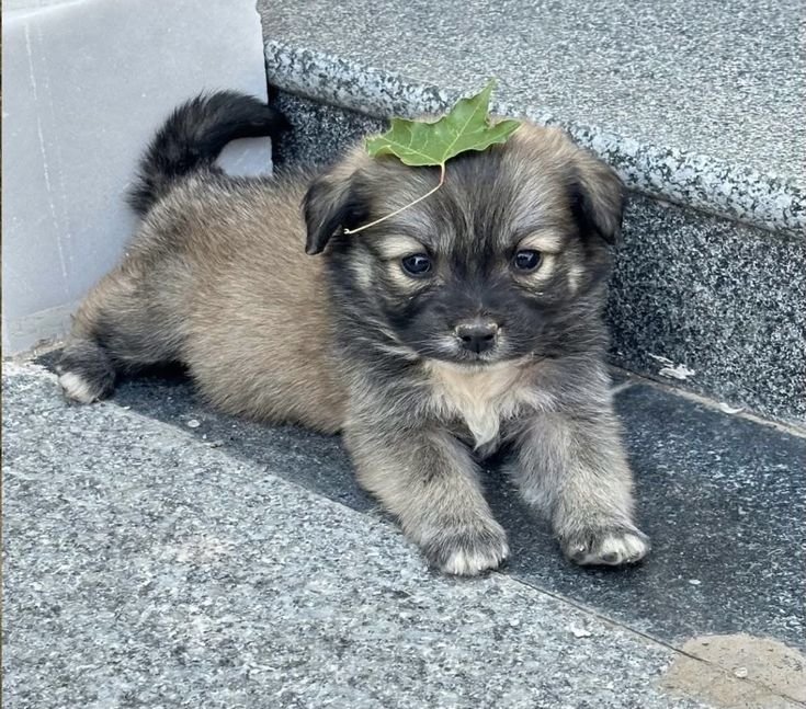 cutestpuppyy's tweet photo. https://t.co/GujSh2LtFO