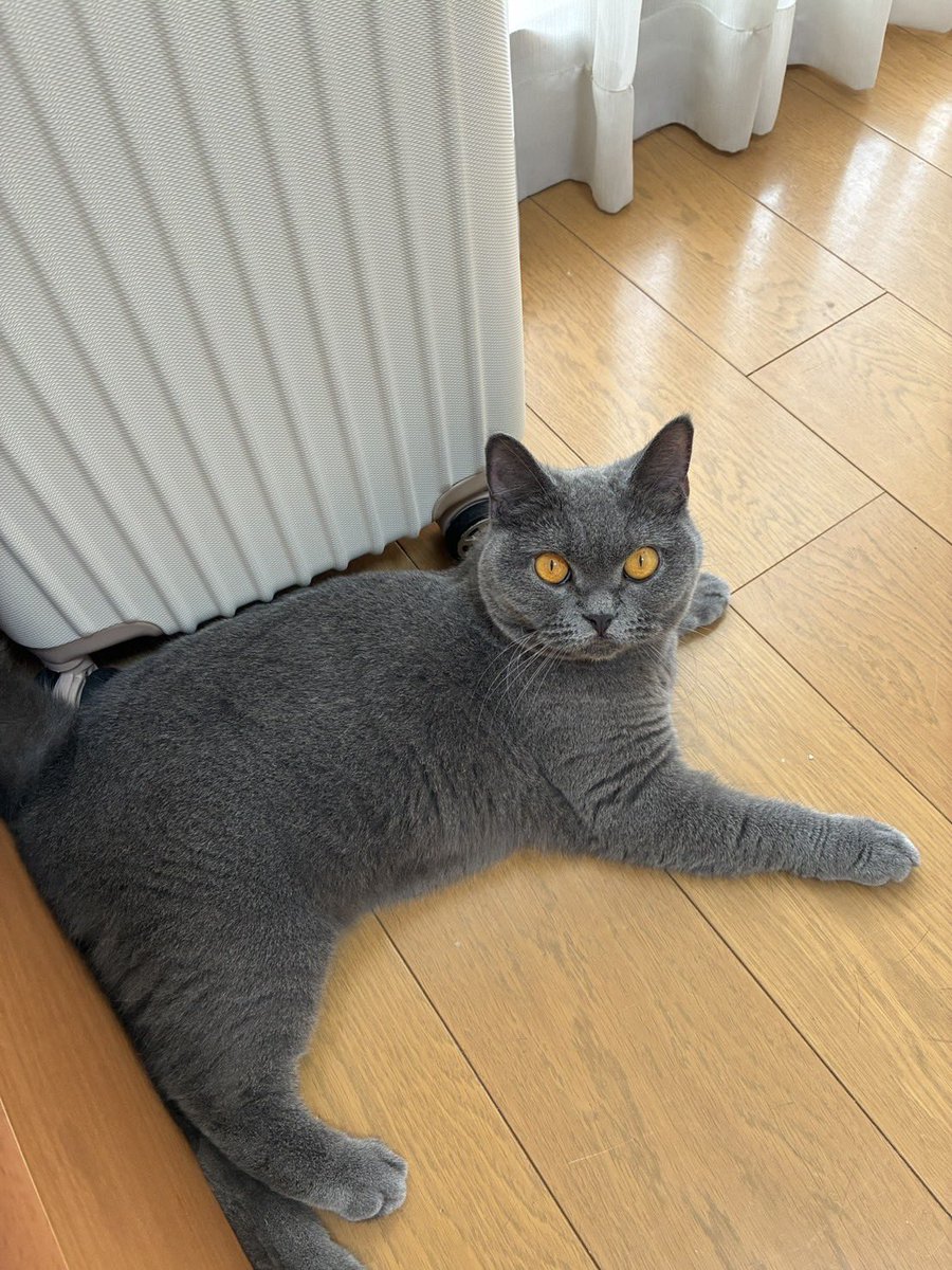moyamoya_0119's tweet photo. 【迷子猫探しています・拡散希望】
10/1夜、大阪府茨木市彩都あさぎ（彩都西中学校付近）から脱走。

・3歳メス（避妊済）3kg前後（小柄・短足）
・全身グレー、尻尾まっすぐ、瞳オレンジ
・首輪なし

見かけても追わず、投稿のコメント欄またはDMまでご連絡をお願いします。

#迷子猫 #彩都 #茨木市 https://t.co/ddetISJc4k