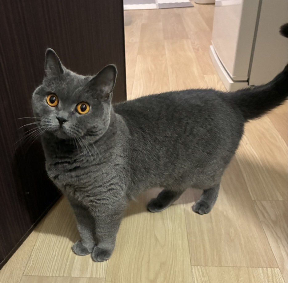 moyamoya_0119's tweet photo. 【迷子猫探しています・拡散希望】
10/1夜、大阪府茨木市彩都あさぎ（彩都西中学校付近）から脱走。

・3歳メス（避妊済）3kg前後（小柄・短足）
・全身グレー、尻尾まっすぐ、瞳オレンジ
・首輪なし

見かけても追わず、投稿のコメント欄またはDMまでご連絡をお願いします。

#迷子猫 #彩都 #茨木市 https://t.co/ddetISJc4k