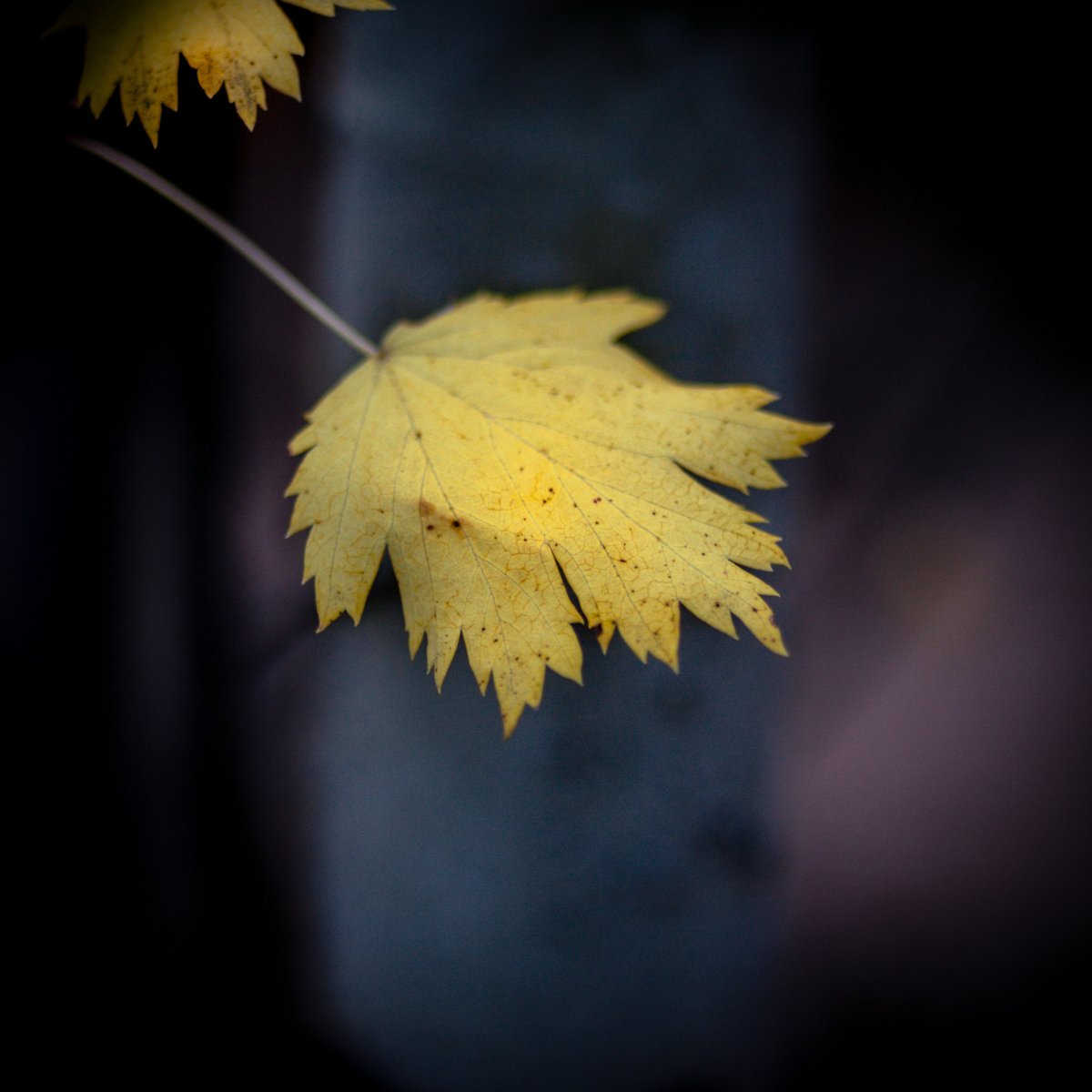 VIV_boho's tweet photo. #fallcolors #autumnbeauty #fallbeauty
#Zeiss Distagon T* 2/35 ZE https://t.co/fasDwWdsoH