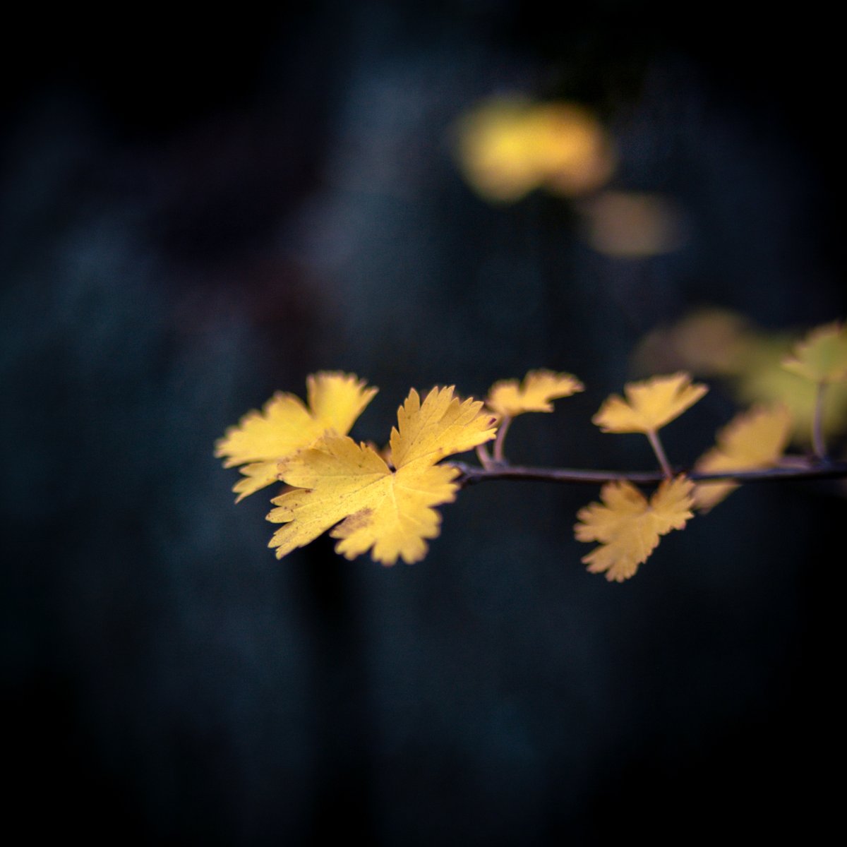 VIV_boho's tweet photo. #fallcolors #autumnbeauty #fallbeauty
#Zeiss Distagon T* 2/35 ZE https://t.co/fasDwWdsoH