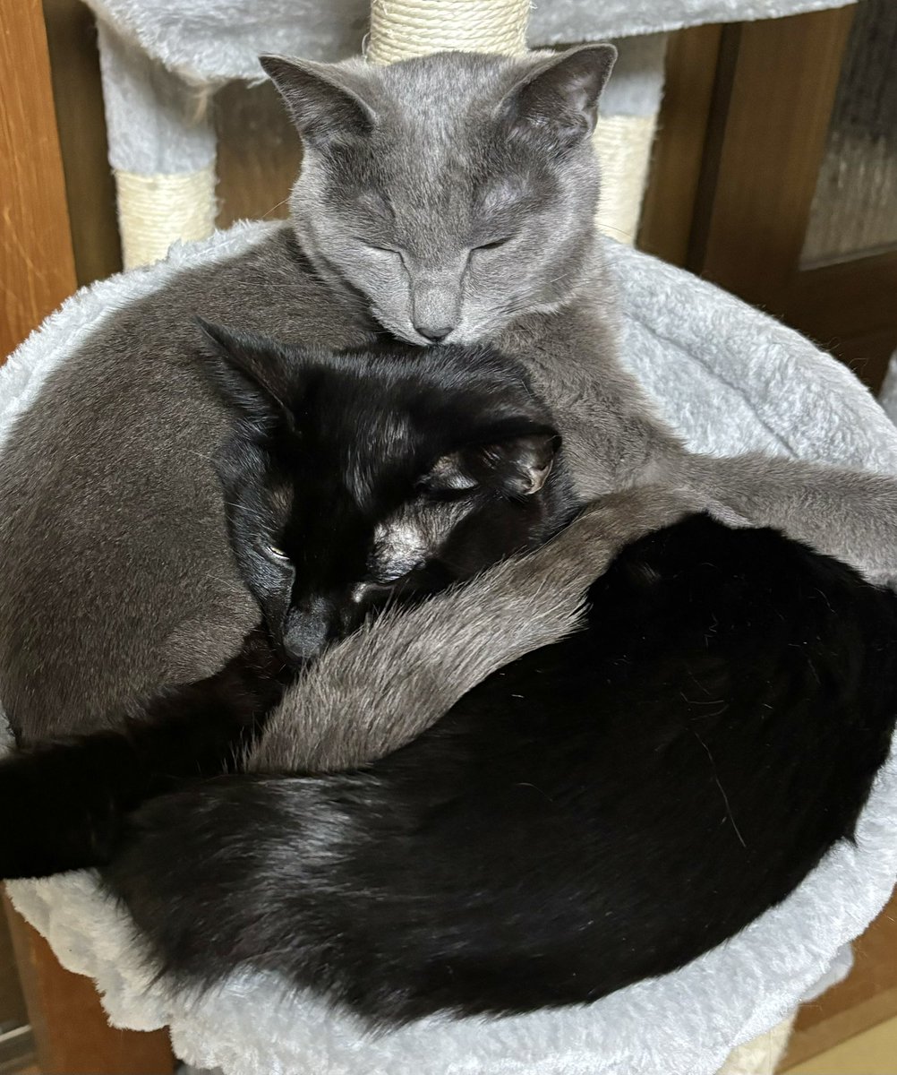 neko_shoku's tweet photo. 猫が多い国ほど
国民の幸福度が高いらしい🐱🐱🐱 https://t.co/ngIfVcYJRw
