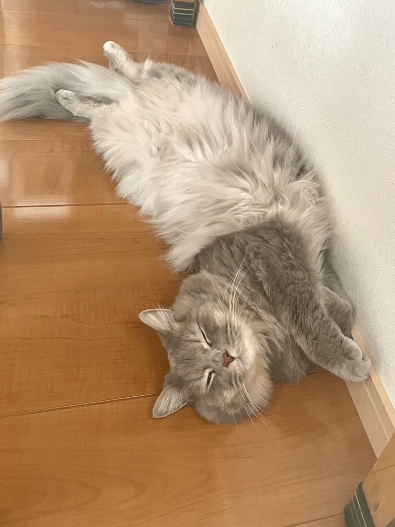 neko_shoku's tweet photo. 猫が多い国ほど
国民の幸福度が高いらしい🐱🐱🐱 https://t.co/ngIfVcYJRw