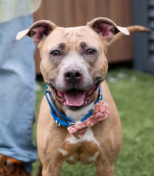 JustinGood65768's tweet photo. Today is #JunieBJonesDay
Junie B. Jones #252639 6yr Queens ACC

Abandoned in an apartment and left to die by the people who said they loved her—that could have been the end. Instead she has bloomed in the shelter.

170 days at Queens ACC and she’s still here. Day trips? She shines. Volunteers can’t get enough of her. She’s not dog-reactive. The only thing missing is a home.

Foster (free, VA-ME) DM @CathyPolicky
Adopt her for only $25: https://t.co/iT1hVHg5qO

170 days is long enough. Don’t let it become 171.
#Adopt #Foster #Pledge