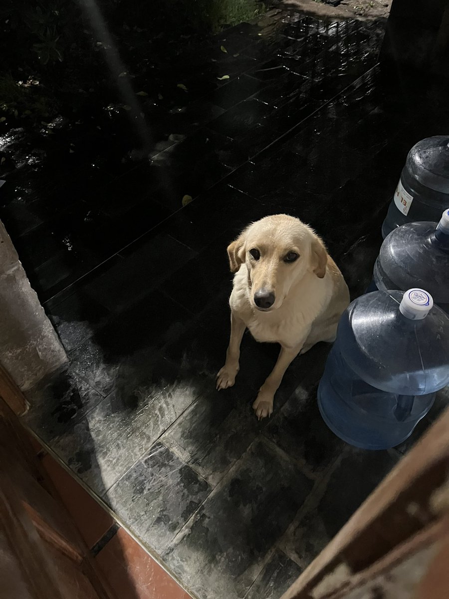 juliaeme's tweet photo. todos los perros del barrio la dejan de lado pobrecita https://t.co/4LNMGTKey6