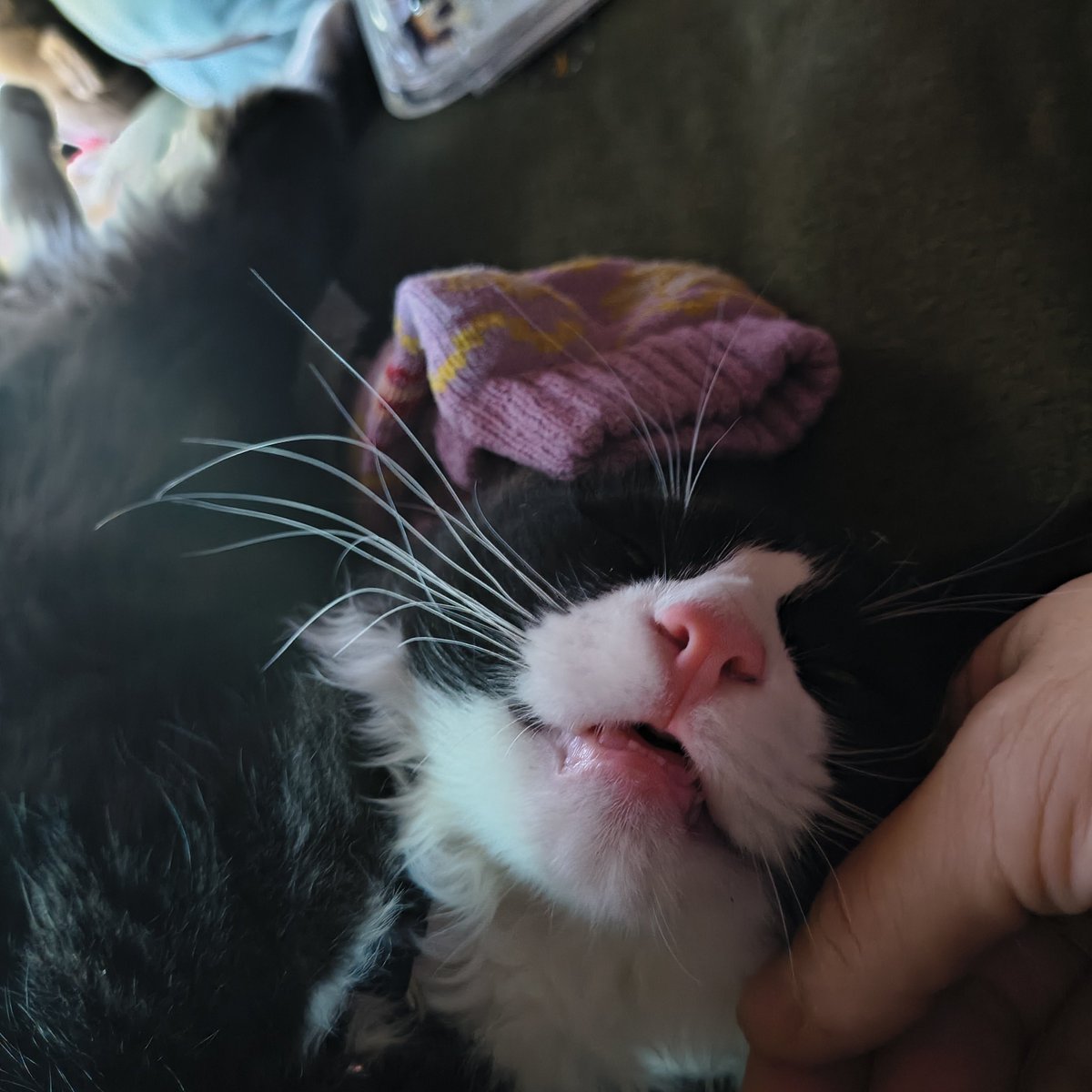 m0th___man's tweet photo. every day cause why does he sleep with his mouth open https://t.co/tah8UVPpgl