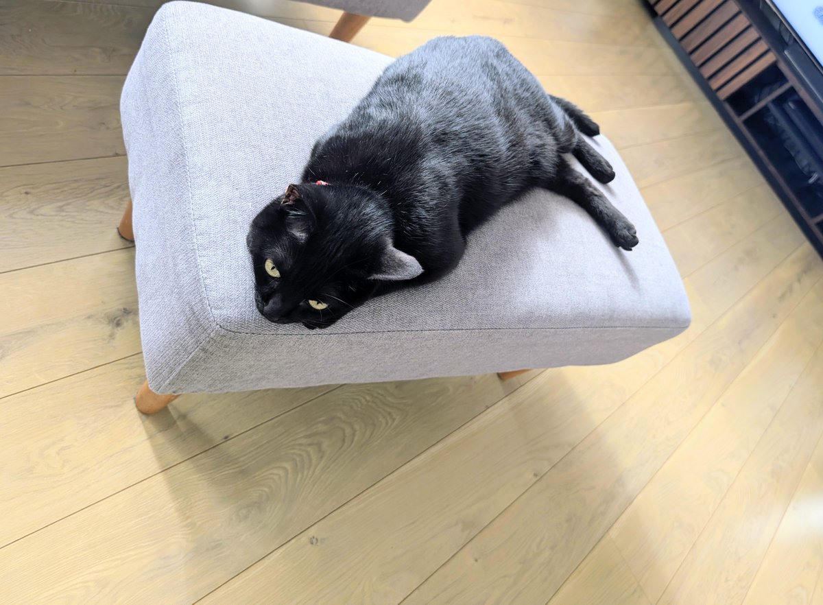 konekowohirotta's tweet photo. 3094日目。
「ティチャラ（＝黒猫）専用のソファーみたい」と言われながらドーンと丸々使ってくつろぐ黒猫。こんなにドーンしてると通りすがりに呼ばれたり触られたり揉まれたりブラッシングされたり結構な頻度で構われるが、ひとりになりたいときは２階でのんびりしてるようなので問題なさそうだった https://t.co/CR9eWHp1h4