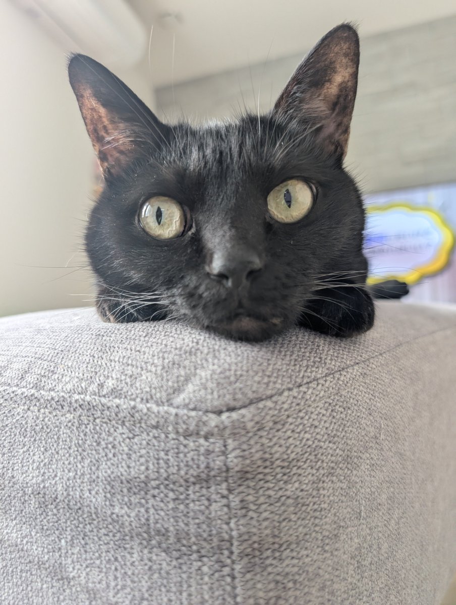 konekowohirotta's tweet photo. 3094日目。
「ティチャラ（＝黒猫）専用のソファーみたい」と言われながらドーンと丸々使ってくつろぐ黒猫。こんなにドーンしてると通りすがりに呼ばれたり触られたり揉まれたりブラッシングされたり結構な頻度で構われるが、ひとりになりたいときは２階でのんびりしてるようなので問題なさそうだった https://t.co/CR9eWHp1h4