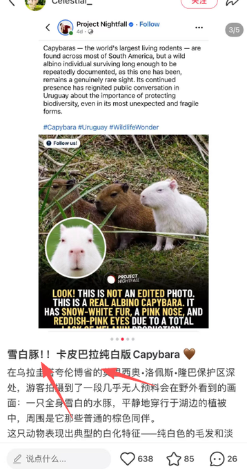 HollieBoakes's tweet photo. 海外一只纯白版卡皮巴拉爆火。
https://t.co/EffJCQtzrk https://t.co/PJzbWbfVf2