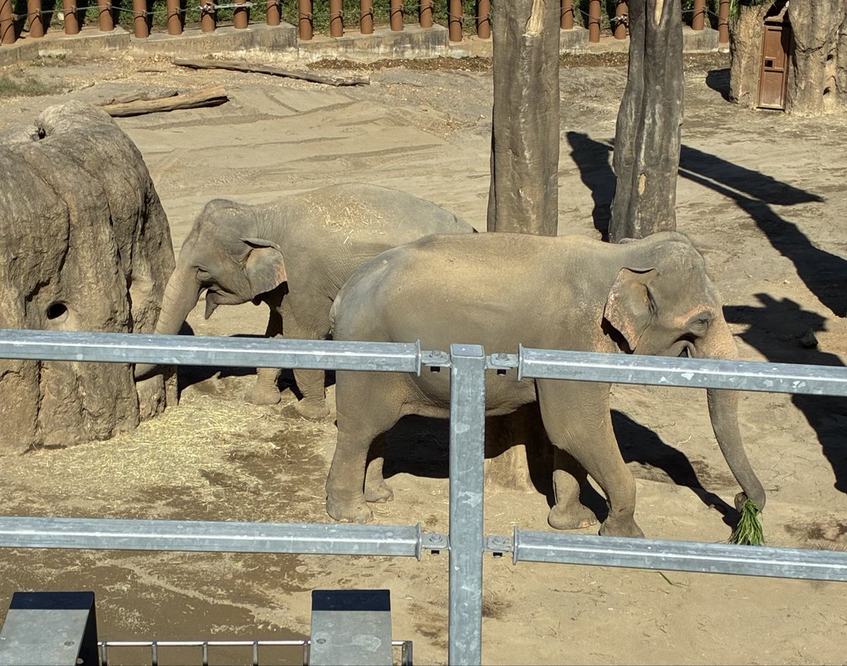 OsoPanda551's tweet photo. ヴィドくんアマちゃんおはよーだゾウ🐘
お久しぶり❣️ https://t.co/rxhf65Iv1e