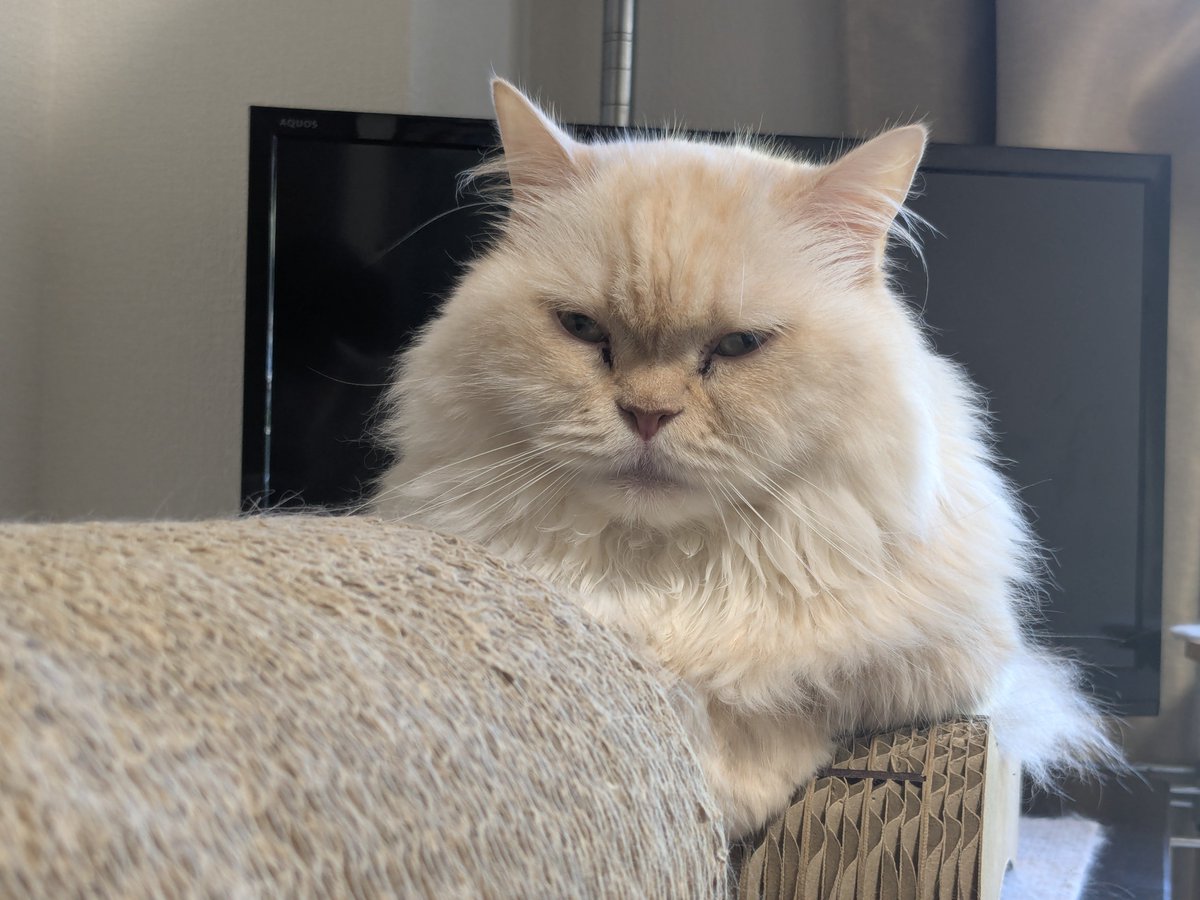 snk65's tweet photo. 全てを悟ったねこです https://t.co/YFbOGAOlMH