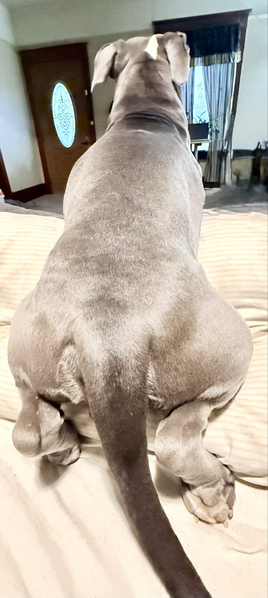 MissJeanine_77's tweet photo. Does anyone else’s dog think they have knees? Anubis sits like this a lot 
#dogoftheday #dogs #Anubis https://t.co/d4d8yxjk5x
