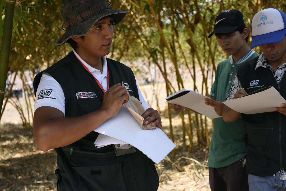 INBARofficial's tweet photo. Project: Bamboo in Northeast Peru ๐ฃ
38 producers, students and professionals learned to identify and propagate bamboo in Jaรฉn, #Peru, through hands-on Field Schools by INBAR and #INIA. ๐
Read about it ๐ https://t.co/sclRIJ4kIv
#ThinkBamboo #ThinkRattan #Sustainability https://t.co/ff52K57x54