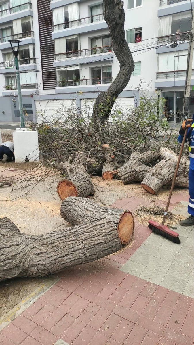 martinfiera's tweet photo. Que acabe de una vez la gestión de Carlos Canales, talaron un árbol de 80 años en la avenida Pardo, está comprobado que los de renovación popular odian el medio ambiente sano.
Que sea enero de una buena vez. https://t.co/eRSKIxYGtZ