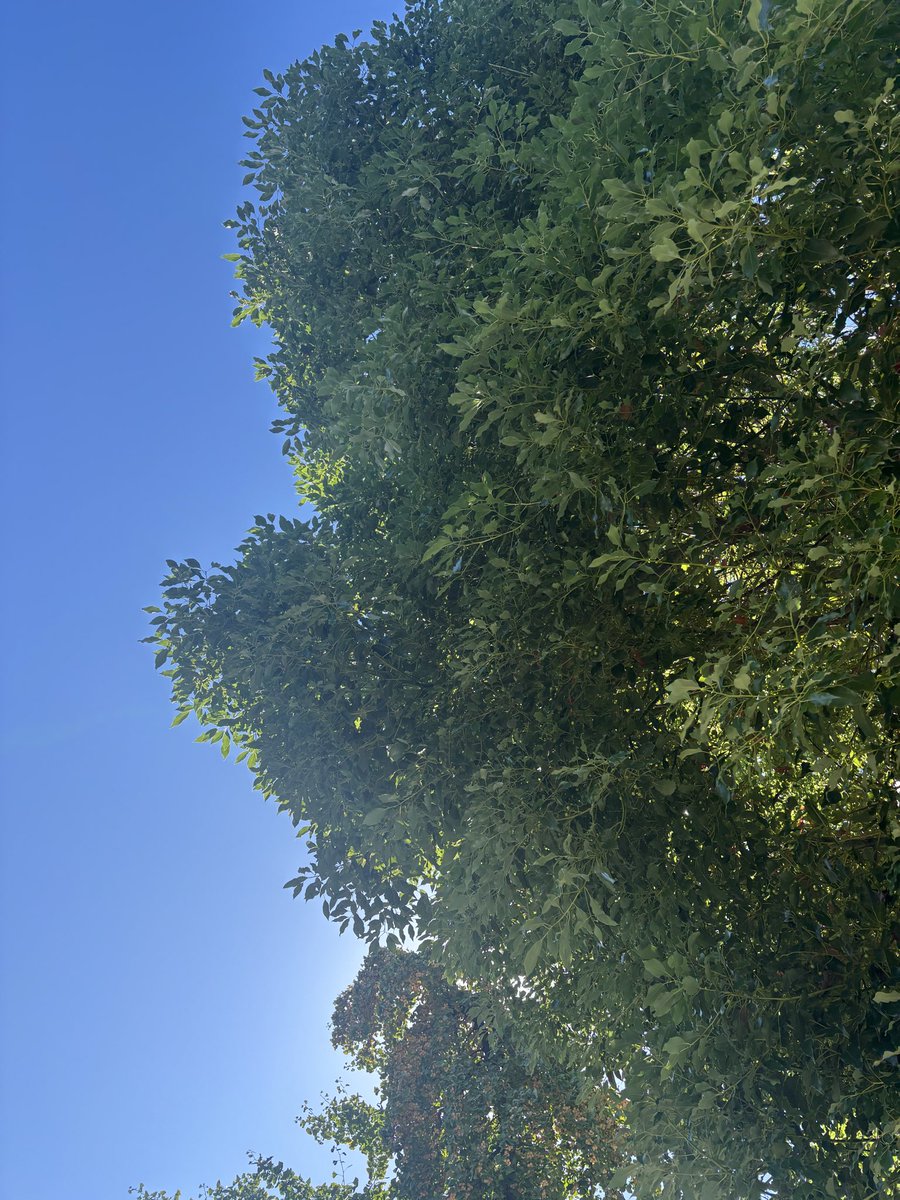arisaism's tweet photo. 朝の空散歩中。
大阪快晴！しかも仕事休み😆✨

金木犀の時期ですねぇ🥰
いい香りで幸せ〜って( *¯ ꒳¯*)ｸﾝｶｸﾝｶしてたら、
横で空が頑張って踏ん張ってた……
違う。そっちやない😅 https://t.co/x2aAeITjLF