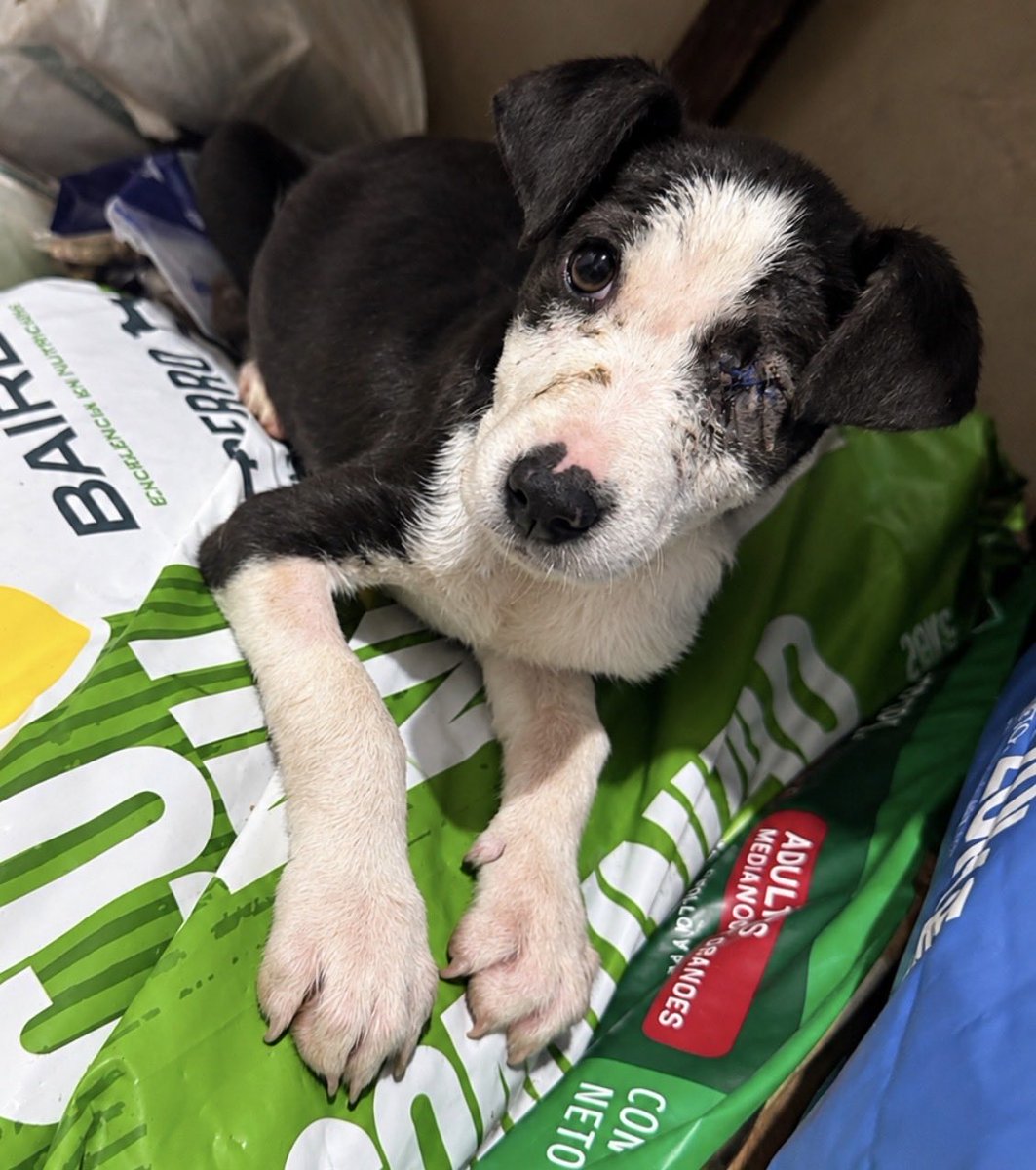 OMFA_Refugio's tweet photo. Sasha sigue esperando familia!! Ella perdió un ojito después de ser atacada por perros, tiene aprox 3 meses y ya está castrada!! Va a ser tamaño grande, necesita una familia que la mire con el corazón 💓 
What’s app 1123750899 https://t.co/6kOOdlJv1e