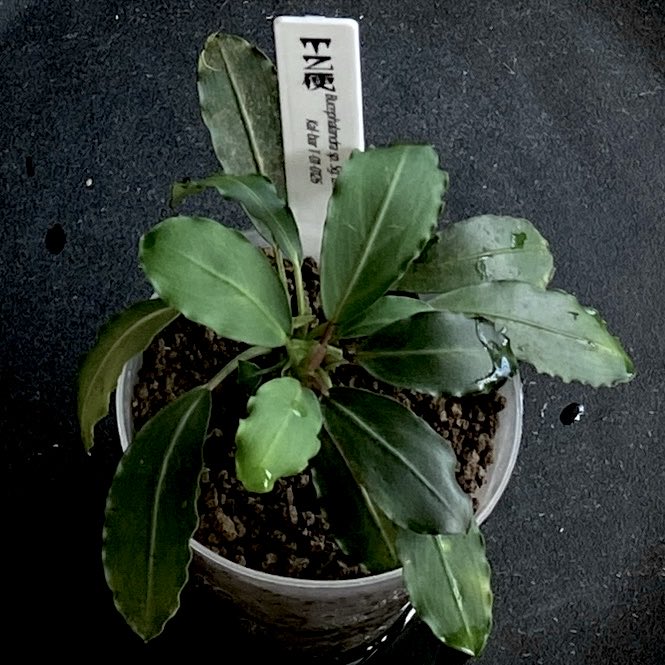 masamasa07166's tweet photo. Bucephalandra sp. Sg. Embetong
Kal-bar T-01-0126
同じコードでも葉色がこちらは、緑が強い🌱
#tz
#bucephalandra 
#ブセファランドラ https://t.co/5pGEyd1ADJ