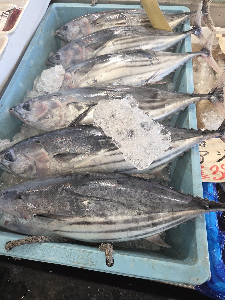 ne0_ch1's tweet photo. お魚打ち合わせ行ってきました🐟
みんなに美味しいお魚おとどけできそうです❤❤

地酒も持ってくよ🍶

飲みたい日本酒あれば持ち込みも可ですよ☺️

協力してくれる先輩たちに感謝や😭😭 https://t.co/hPb1tzAv3B