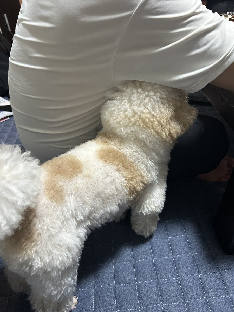 ha_cchi_mi's tweet photo. ご飯を食べてるニンゲンの脇の下に入るのが日課 https://t.co/9XrA4N0vEI