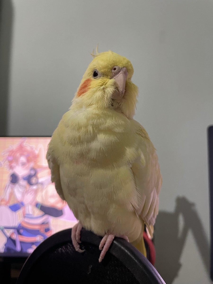 LapinePLG's tweet photo. Hii🐥💖 อรุณสวัสดิ์ค่ะ จำได้ไหมคนนี้ใคร!?
คิโระ? โชกะ? This or That ทายถูกไม่ได้อะไร ได้ความภูมิใจ 😂

คนที่สบายดีที่สุดในบ้าน ดูจากความอึ่งไข่
#LapiUU https://t.co/RJvAe3LsTu