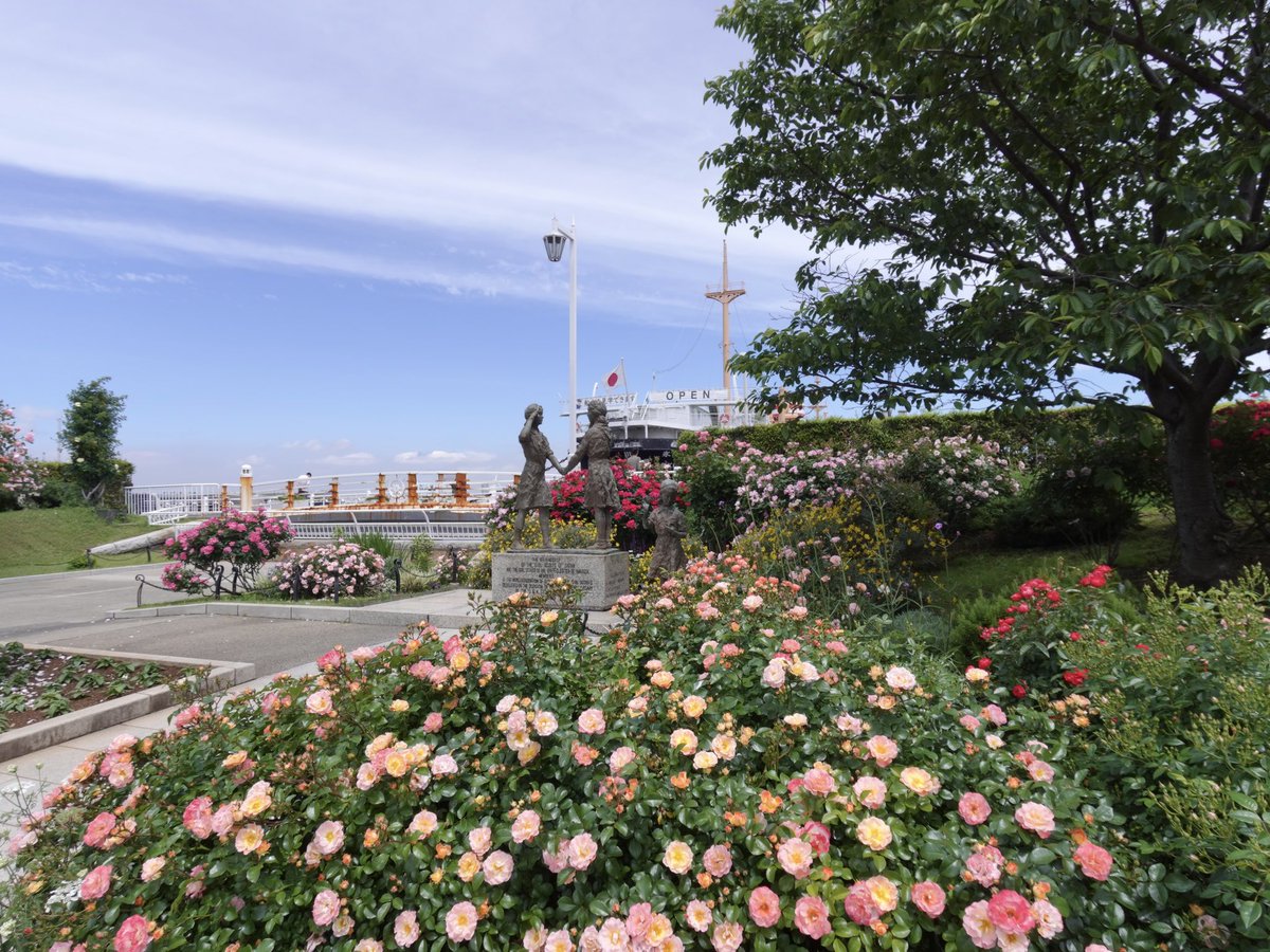halsted_justin's tweet photo. 山下公園の未来のバラ園🚢 https://t.co/63l3bTyzTs