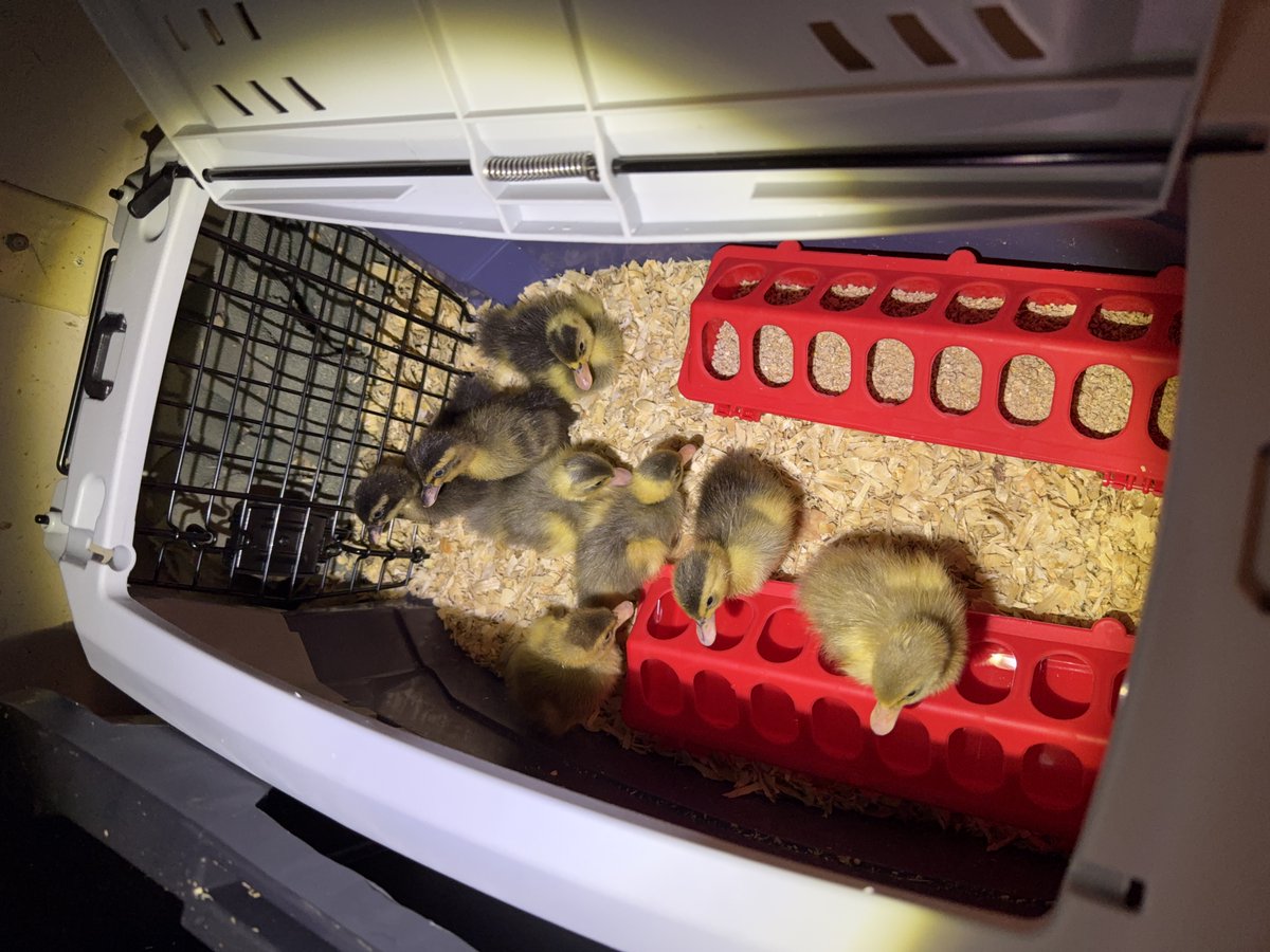HelsDuckNuggets's tweet photo. Had to separate bigger guys from the little guys.  Now counting 15 hatched between 9-25-2026 and 10-6-2026.   They are starting to see us humans as their source of food and fresh water and rejoice when they see us hovering. https://t.co/31zrsQBdPN