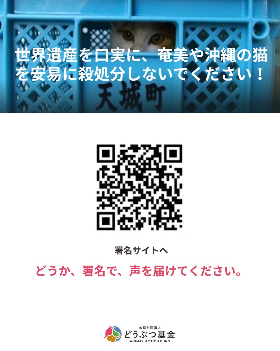 Doubutukikin's tweet photo. 「奄美大島における生態系保全のためのノネコ管理計画」

この計画の捕獲の網は、本来の対象を超えて広がっています。

捕獲された猫の相当数は、すでに不妊去勢手術を終えた「さくらねこ」(耳先をV字にカットした猫)でした。

増える心配のない猫を捕獲することは、「発生源対策」として意味をなしません。

むしろ、地域の人々やボランティアが築いてきた見守りの仕組みを壊しかねないのです。

さらに深刻なのは、その捕獲器に、守るべき希少種そのものがかかっていることです。

2020年度だけで、捕獲器に誤ってかかった野生生物は238頭。うちアマミトゲネズミ・アマミノクロウサギ・ケナガネズミなど希少種19頭が含まれていました。

長時間放置されて死んだ個体もあり、動物愛護管理法違反にあたるのではとの指摘も国会議員からなされています。

守るための事業が、守るべき希少種を捕獲器で死なせているこれは、本末転倒ではないでしょうか。

みなさんはどう思いますか? コメントで教えてください。

＝＝＝＝＝＝＝＝＝＝＝＝＝＝＝＝＝＝＝＝＝＝＝＝＝＝

▼署名サイトをご覧ください
世界遺産を口実に、奄美や沖縄の猫を安易に殺処分しないでください！
https://t.co/m2RHQ9emUT

▼不正なネコ駆除計画を中止に！ご支援ください
https://t.co/9WfOeZ42ai

＝＝＝＝＝＝＝＝＝＝＝＝＝＝＝＝＝＝＝＝＝＝＝＝＝＝
#殺処分ゼロ  #ノネコ管理計画 #どうぶつ基金 #さくらねこ
