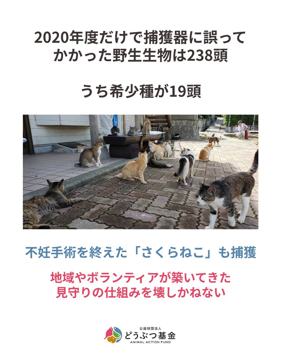 Doubutukikin's tweet photo. 「奄美大島における生態系保全のためのノネコ管理計画」

この計画の捕獲の網は、本来の対象を超えて広がっています。

捕獲された猫の相当数は、すでに不妊去勢手術を終えた「さくらねこ」(耳先をV字にカットした猫)でした。

増える心配のない猫を捕獲することは、「発生源対策」として意味をなしません。

むしろ、地域の人々やボランティアが築いてきた見守りの仕組みを壊しかねないのです。

さらに深刻なのは、その捕獲器に、守るべき希少種そのものがかかっていることです。

2020年度だけで、捕獲器に誤ってかかった野生生物は238頭。うちアマミトゲネズミ・アマミノクロウサギ・ケナガネズミなど希少種19頭が含まれていました。

長時間放置されて死んだ個体もあり、動物愛護管理法違反にあたるのではとの指摘も国会議員からなされています。

守るための事業が、守るべき希少種を捕獲器で死なせているこれは、本末転倒ではないでしょうか。

みなさんはどう思いますか? コメントで教えてください。

＝＝＝＝＝＝＝＝＝＝＝＝＝＝＝＝＝＝＝＝＝＝＝＝＝＝

▼署名サイトをご覧ください
世界遺産を口実に、奄美や沖縄の猫を安易に殺処分しないでください！
https://t.co/m2RHQ9emUT

▼不正なネコ駆除計画を中止に！ご支援ください
https://t.co/9WfOeZ42ai

＝＝＝＝＝＝＝＝＝＝＝＝＝＝＝＝＝＝＝＝＝＝＝＝＝＝
#殺処分ゼロ  #ノネコ管理計画 #どうぶつ基金 #さくらねこ