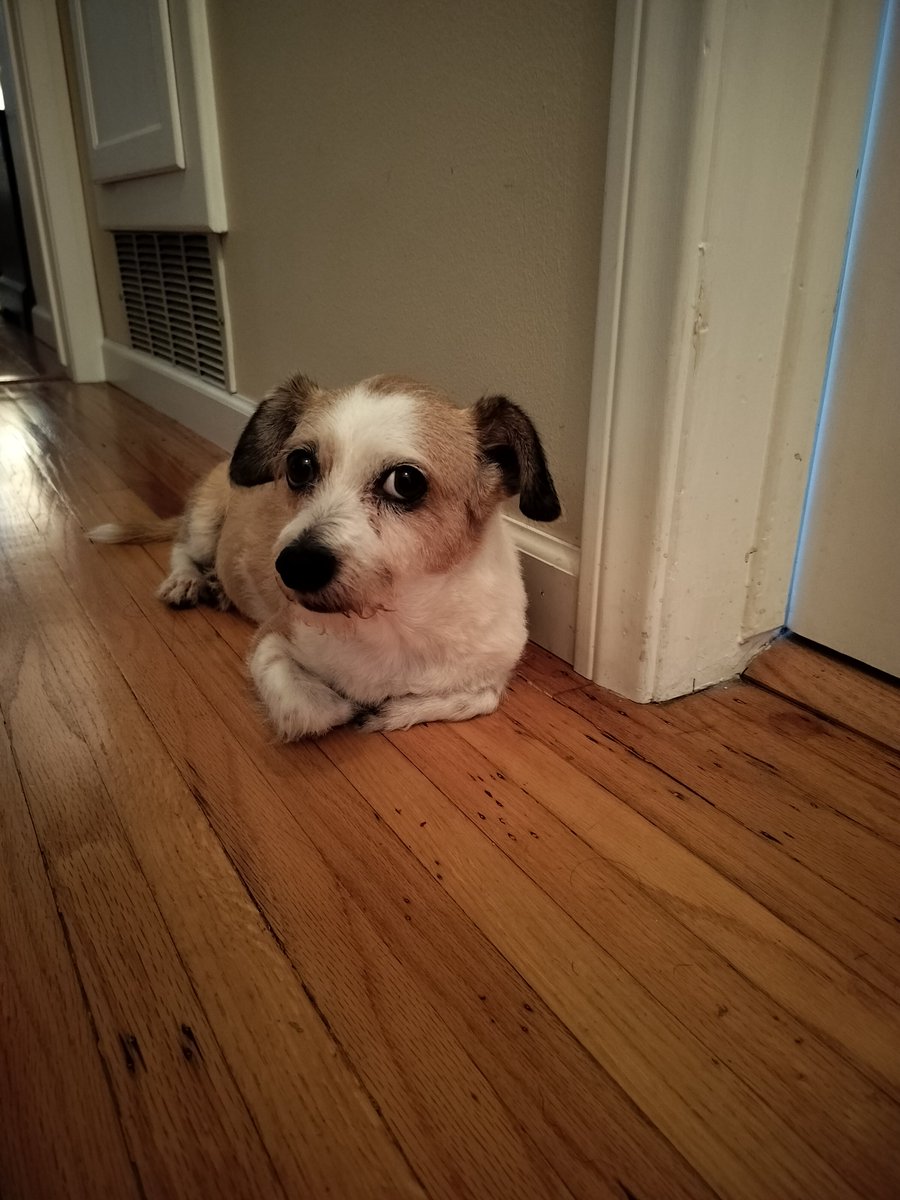 pekopekoni's tweet photo. she does Not like me, https://t.co/dIhu3mC1ih
