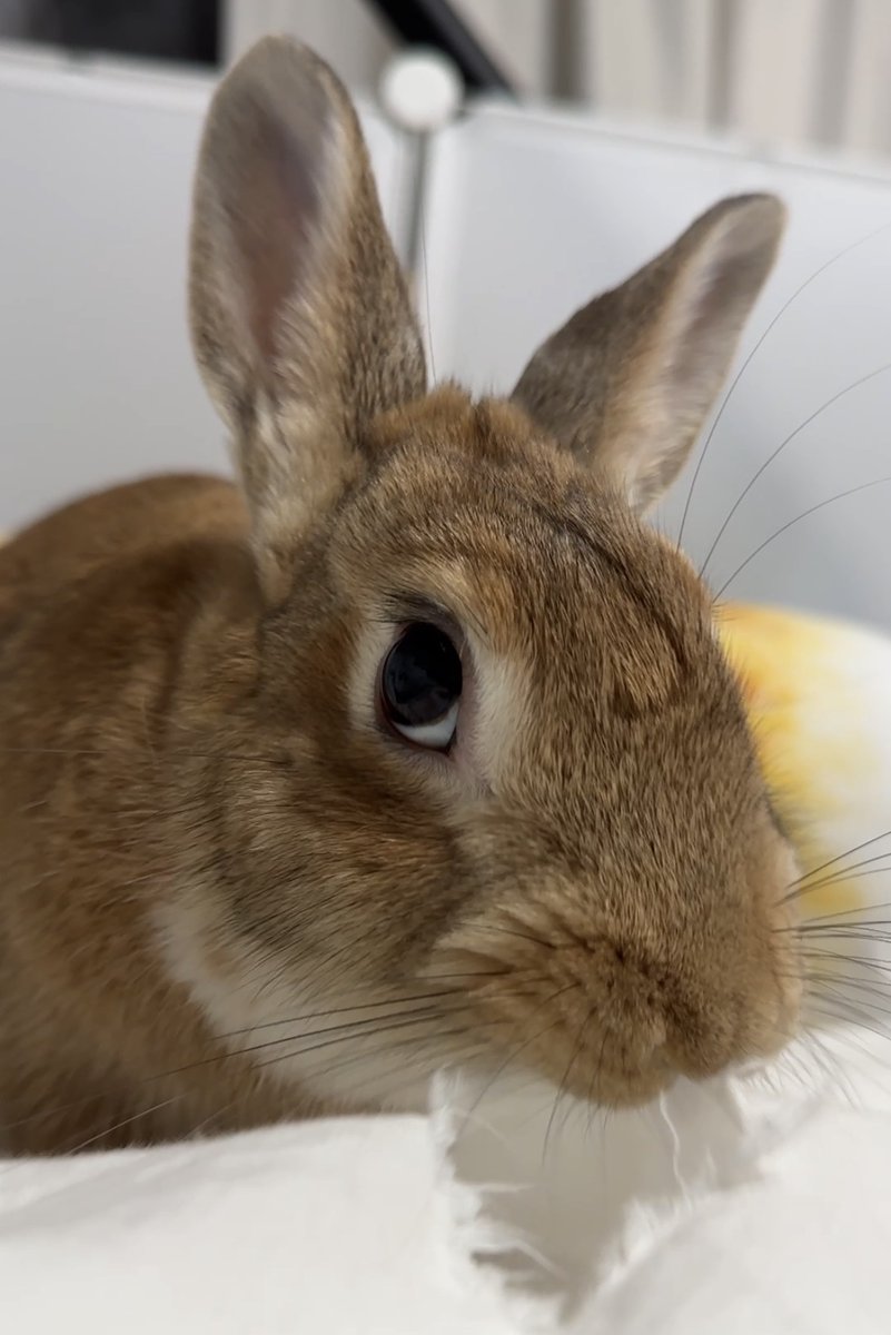 Mame_is_rabbit's tweet photo. とても悪いことを　している　顔
（ベッドシーツを　破っています） https://t.co/uvgGUU8n0C