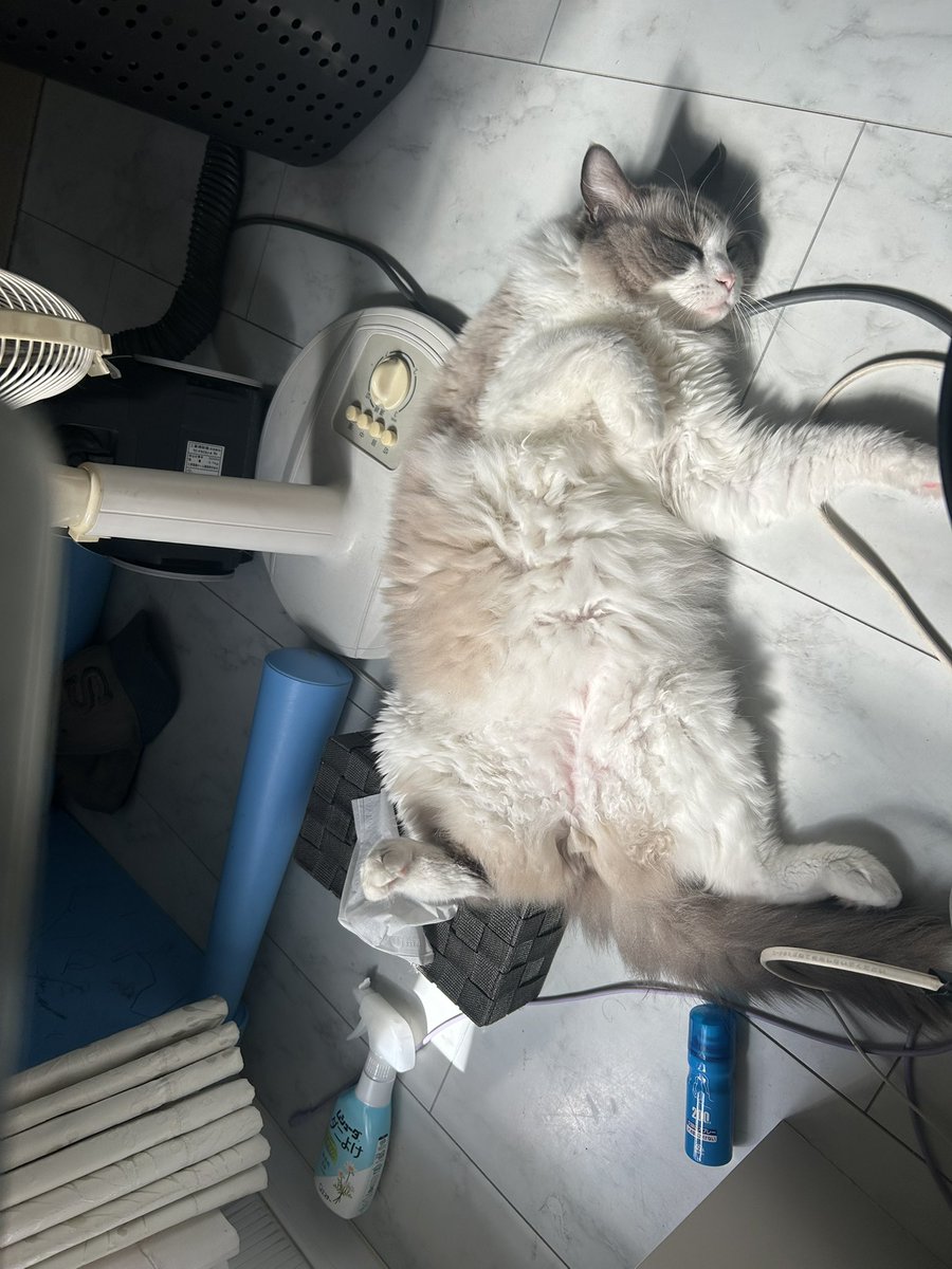 mementmori0613's tweet photo. うちの猫はどこでも腹を出して寝てます https://t.co/0Il258TDya