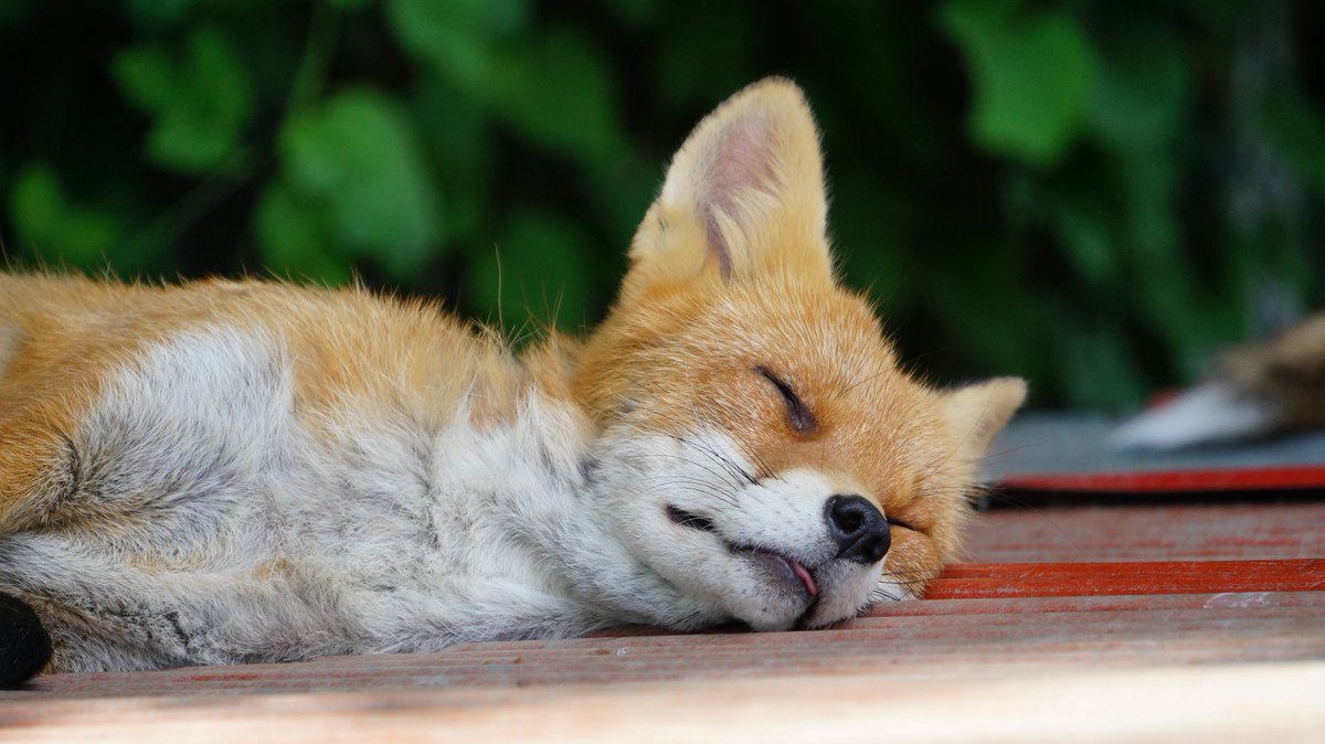 Elu_105's tweet photo. きつね牧場のきつねの寝顔は可愛かったな❤🦊 https://t.co/KVIFqNvbnG