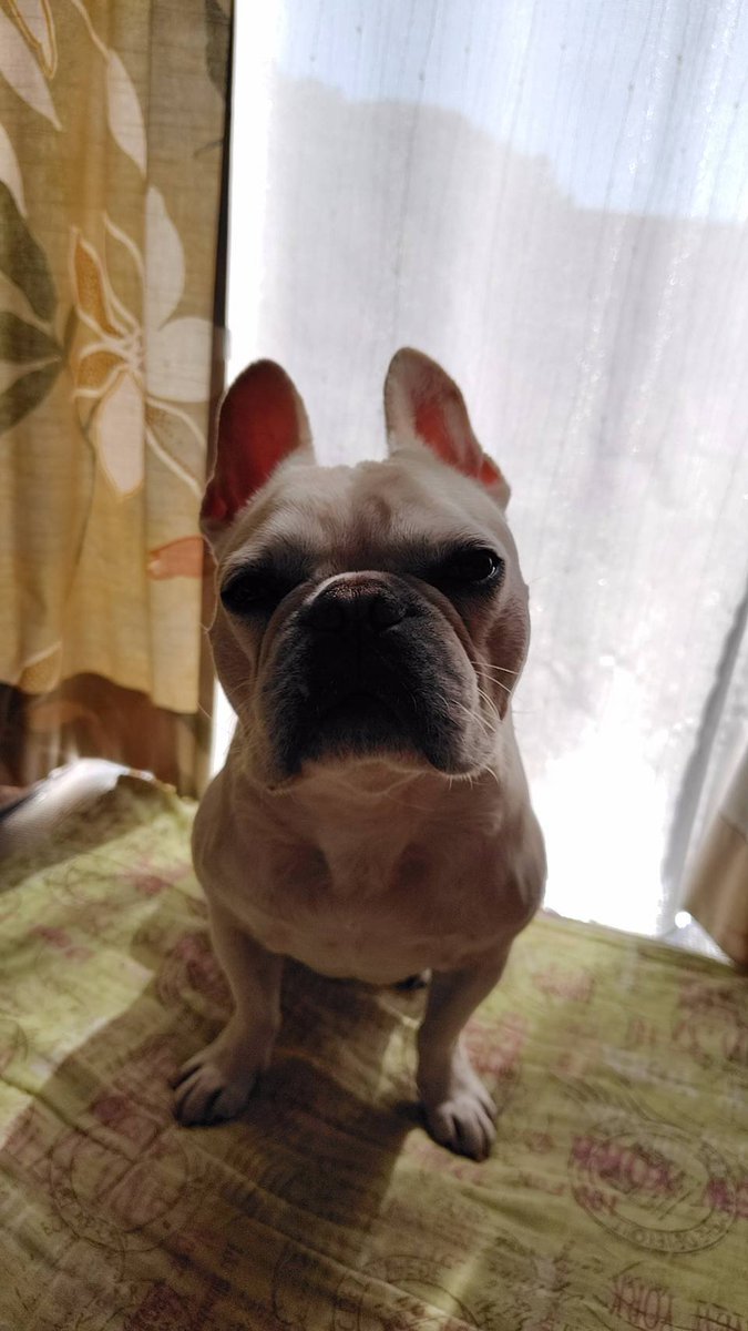 choufukuboz's tweet photo. 『散歩が短いけど、どうしてくれるのか？』とクレーマーに絡まれてる。 https://t.co/9eoKuJxBfi