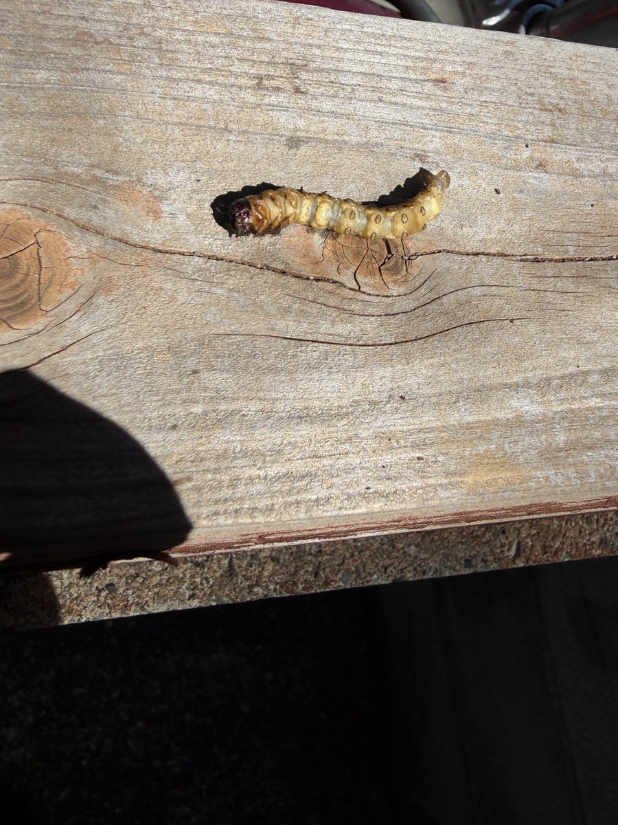 harunouen's tweet photo. ヘーゼルナッツ 栽培

害虫です。コウモリガと思われます。
幹の地際に環状の食痕があり、内部に喰い入り、沢山の木屑を食痕周りに纏わせます。

土を洗っても根鉢がわかるほど充実できた鉢植えですが、もう少し遅かったら根元からポキリと折れていたでしょう。
危ういところでした。 https://t.co/j8FM2As64K