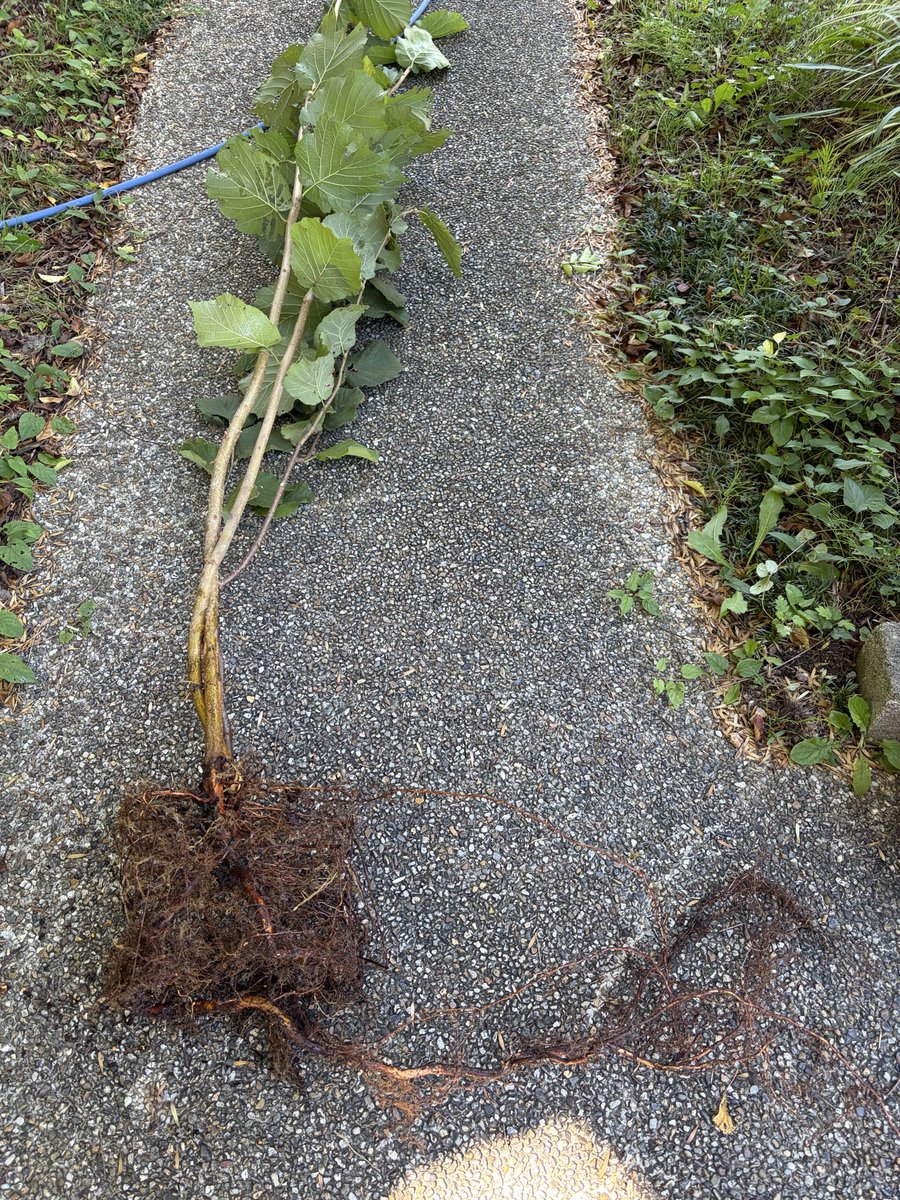 harunouen's tweet photo. ヘーゼルナッツ 栽培

害虫です。コウモリガと思われます。
幹の地際に環状の食痕があり、内部に喰い入り、沢山の木屑を食痕周りに纏わせます。

土を洗っても根鉢がわかるほど充実できた鉢植えですが、もう少し遅かったら根元からポキリと折れていたでしょう。
危ういところでした。 https://t.co/j8FM2As64K