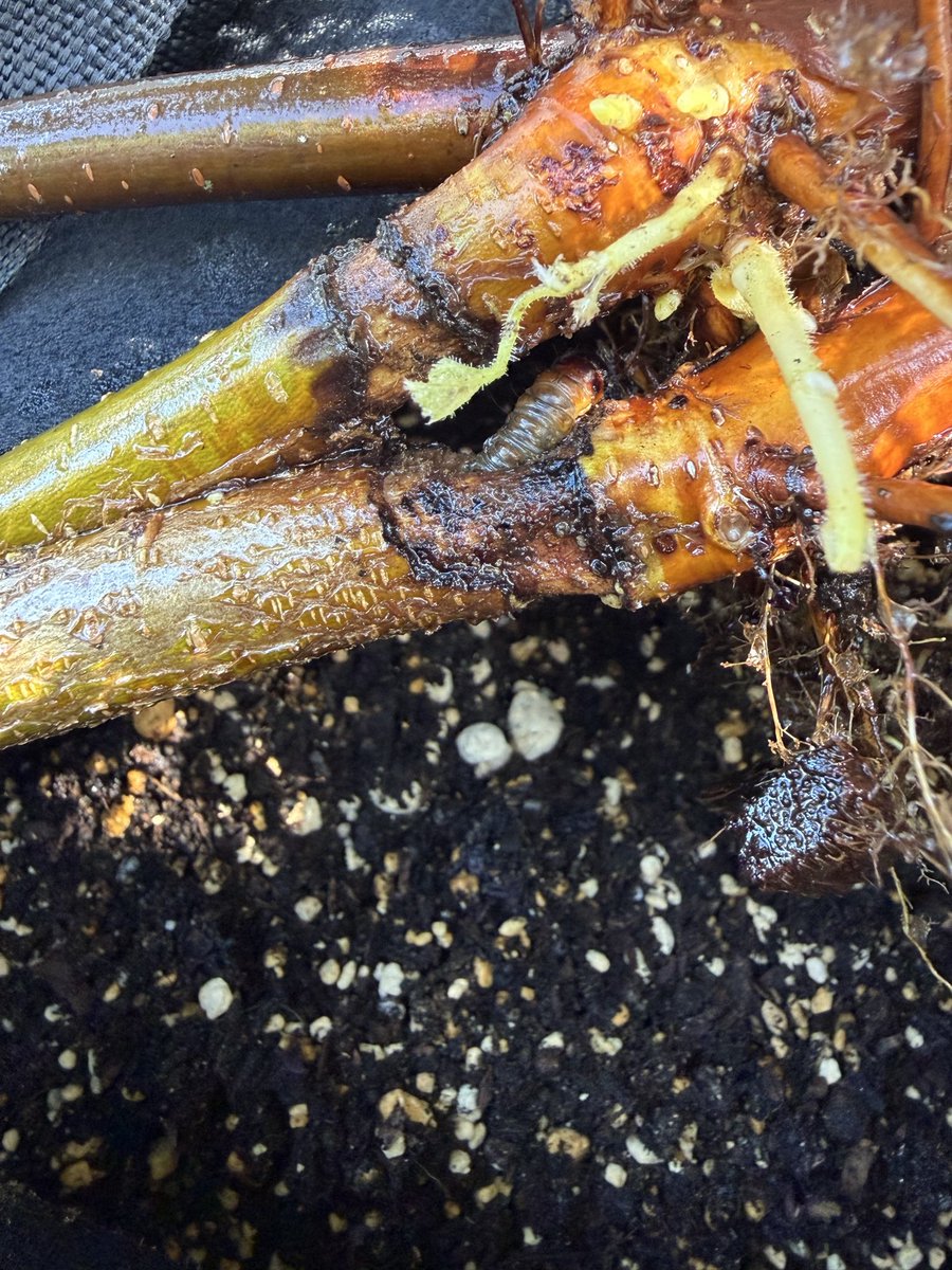 harunouen's tweet photo. ヘーゼルナッツ 栽培

害虫です。コウモリガと思われます。
幹の地際に環状の食痕があり、内部に喰い入り、沢山の木屑を食痕周りに纏わせます。

土を洗っても根鉢がわかるほど充実できた鉢植えですが、もう少し遅かったら根元からポキリと折れていたでしょう。
危ういところでした。 https://t.co/j8FM2As64K