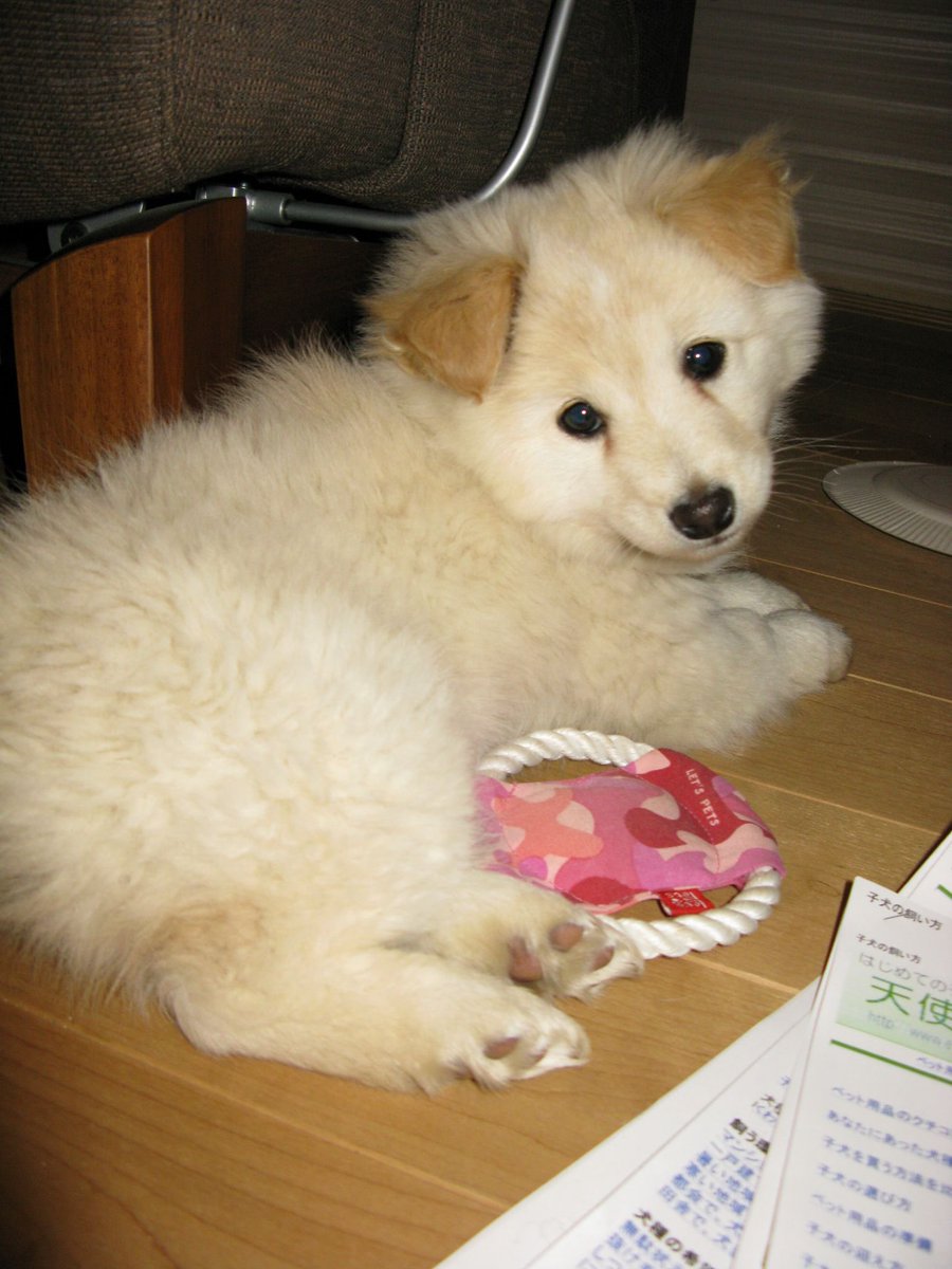 mocici_'s tweet photo. 大好きな大好きな大好きな銀河一かわいい犬もそうだった
小さい頃は垂れ耳黒鼻だったけど大きくなったら立ち耳赤鼻になったのもかわいかったね https://t.co/faaVjooh9c