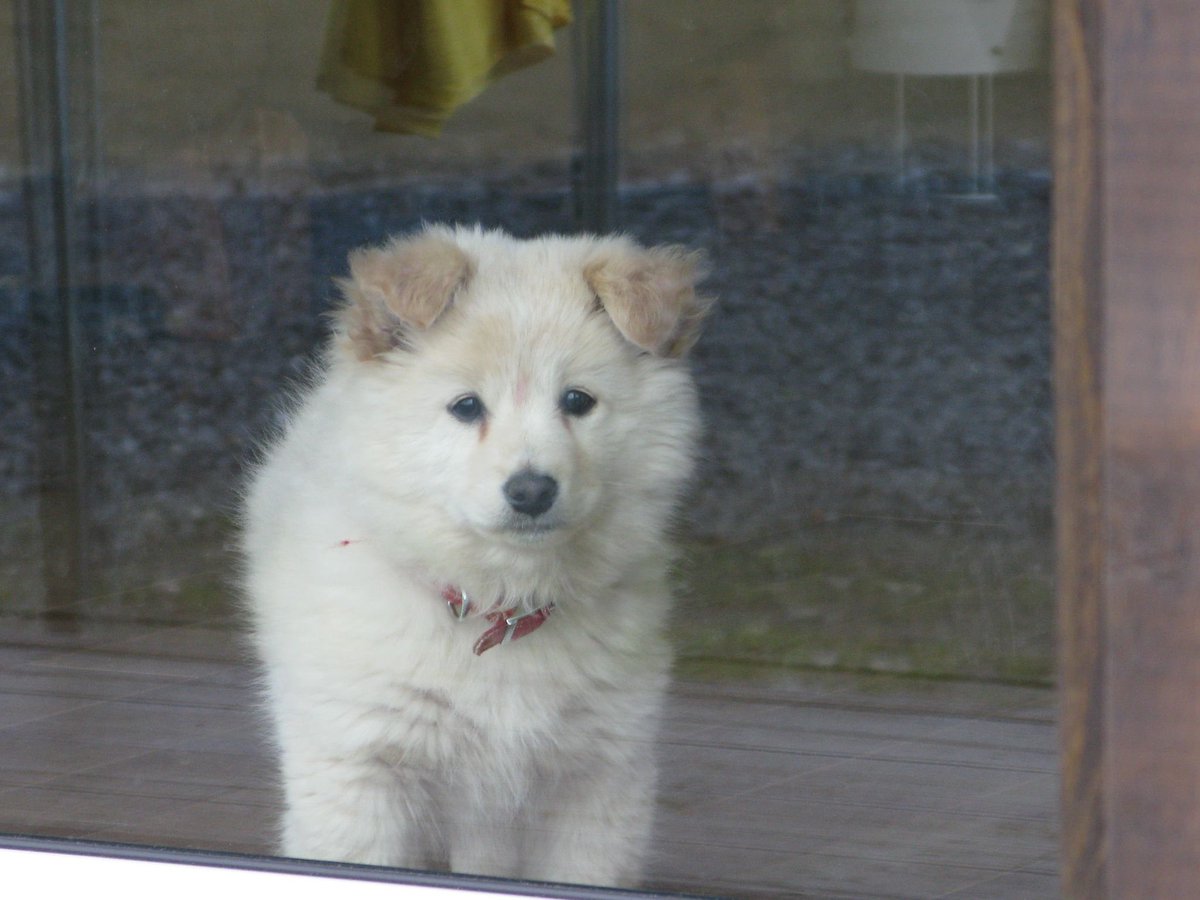 mocici_'s tweet photo. 大好きな大好きな大好きな銀河一かわいい犬もそうだった
小さい頃は垂れ耳黒鼻だったけど大きくなったら立ち耳赤鼻になったのもかわいかったね https://t.co/faaVjooh9c