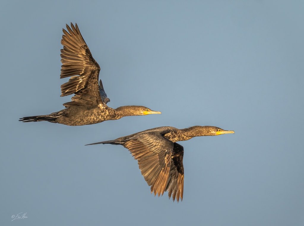 BirdCamp2026 tweet picture