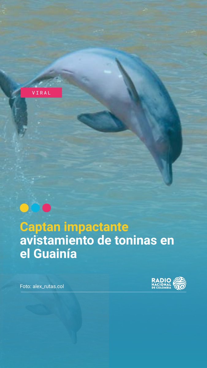 A viral news image showing two dolphins leaping out of water, with text reading "Captan impactante avistamiento de toninas en el Guainía" credited to alex_rutas.col and Radio Nacional de Colombia.