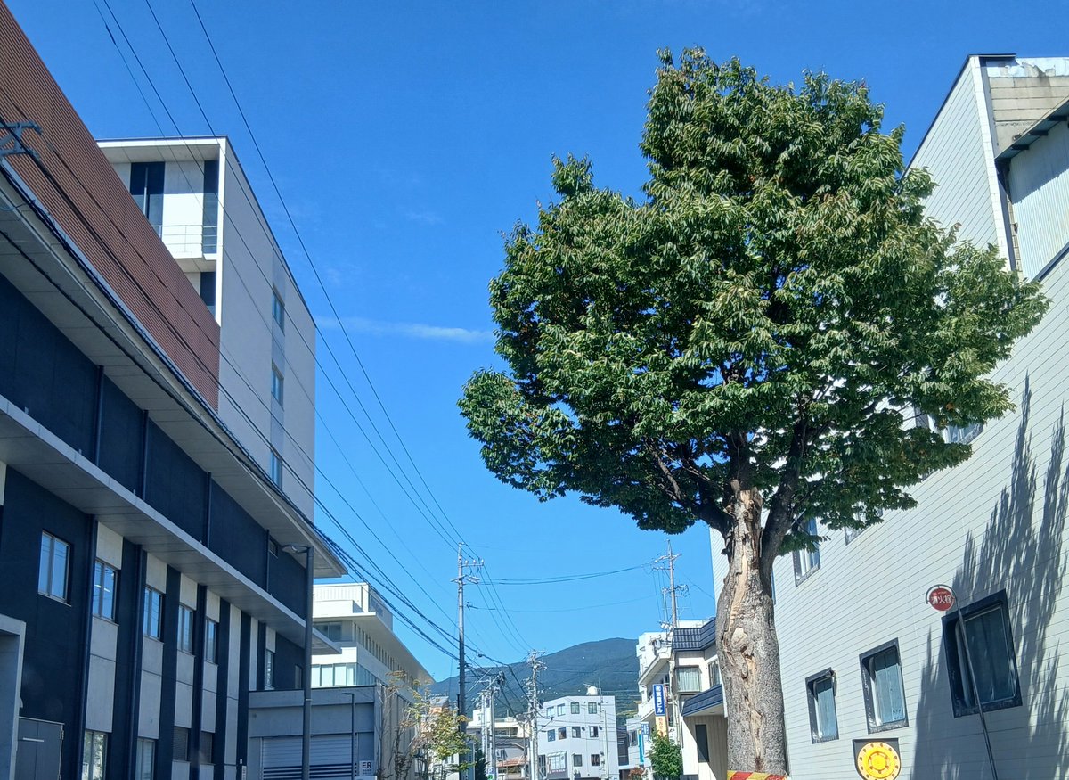UsagiGm395's tweet photo. 頭めぐる　ひと日の予定　寒露朝
ｽﾞ
浮き沈み　不可思議の世の寒露かな

７℃　の　朝☀️
一桁になって　寒ざむの朝になってきました…

素晴らしい快晴　☀️　だよ😃

１９℃　の　お昼です☀️

昨夕飯は

秋鮭を　バターでムニエル風に…
蓮根・甘唐辛子炒め

　＃イマソラ信州小諸 https://t.co/7aUIvGsqPg